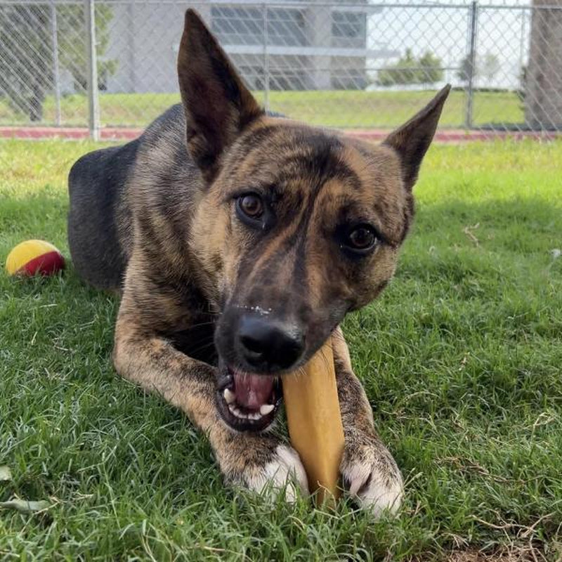 Mighty Paw Yak Cheese Dog Chews - Irresistibly Delicious All-Natural Treats for Your Beloved Pet!